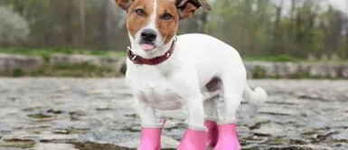 ¿Qué tan importante es abrigar y calzar a nuestros perros en invierno? ¿Qué tan importante es abrigar y calzar a nuestros perros en invierno?