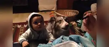 Mujer motiva a su hijo para que diga “mamá”, pero su perro se adelanta Mujer motiva a su hijo para que diga “mamá”, pero su perro se adelanta