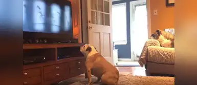 Esta es la divertida reacción de un bulldog ante una película de terror causa sensación La divertida reacción de un bulldog ante una película de terror se convierte en viral