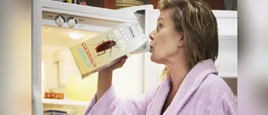 ¿La leche de cucaracha podría ser el alimento del siglo? Leche de cucaracha podría convertirse en el superalimento del futuro, según la ciencia