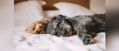 ¿Cómo criar a un perro feliz? ¿Cómo criar a un perro feliz?