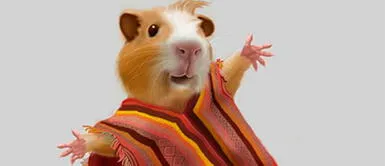 Conoce más sobre el cuy. Todo sobre el cuy: 12 curiosidades que aún no conoces