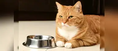 ¿Se terminó la comida de tu gato y él muere de hambre? Entonces puedes darle estos alimentos Si se te acabó la comida de tu gato, entonces puedes darle estos alimentos