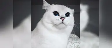 Coby, el gato de ojos "delineados" Día del Gato: conoce a Coby, el hermoso gatito con ojos “delineados”