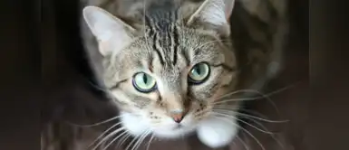 Día Internacional del Gato: 10 curiosidades que no sabías de los felinos Día Internacional del Gato: 10 curiosidades que no sabías de los felinos