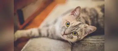 Conoce cuáles son los felinos más famosos del mundo Conoce cuáles son los gatos más famosos del mundo