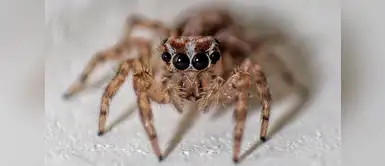 Araña (Foto: Redes Sociales) ¿El veneno de esta araña puede tratar una forma grave de epilepsia infantil?