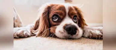 Esto es lo que necesitas saber sobre los pañales para perro ¿Sabes cuándo y cómo tu perro necesita usar pañales?