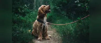 ¿Tienes temor de perder a tu perro? Estas aplicaciones te ayudarán a encontrarlo ¿Tienes temor de perder a tu perro? Estas aplicaciones te ayudarán a encontrarlo