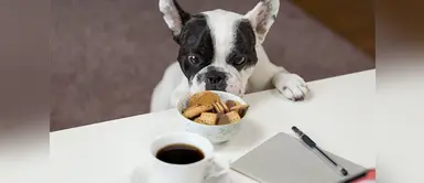 Tu mascota necesita una alimentación saludable ¿Tú mascota consume snacks? Conoce cuáles son los ingredientes que no deben contener