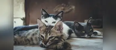 Si te gustan los gatos esta oferta es para ti Buscan personas para cuidar gatos en una isla paradisíaca