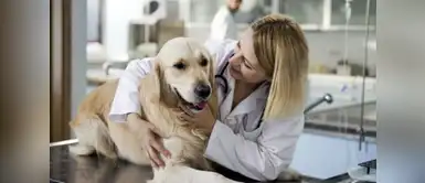 Estas son las cinco razones por las que debes de esterilizar a tu mascota ¿Aún no esterilizas a tu mascota? Aquí te contamos las razones por las que sí deberías hacerlo