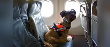 Perrita fue salvada en avión Tripulación de avión auxilia a perrita poniéndole máscara de oxígeno