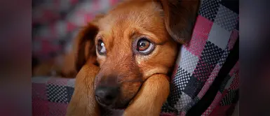 Estas son las posibles razones de la aparición de los bultos en la piel de tu mascota Descubre por qué a tu perro le salen bultos en la piel