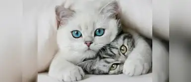 Estas son las cuatro razas de gatos que te enamorarán con su personalidad Estas cuatro razas de gatos te enamorarán con su forma de ser