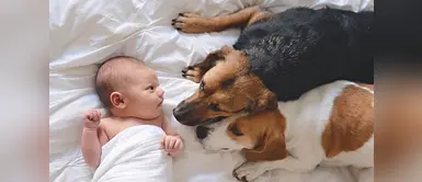 Perros podrían previenen las alergias y obesidad Tener un perro en casa podría ayudar a combatir los riesgos de alergias y obesidad