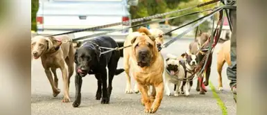 ¿Sabes que tienes que pasear a tu perro de acuerdo a su edad? ¿Sabes que tienes que pasear a tu perro de acuerdo a su edad? Aprende aquí cómo lo debes de hacer