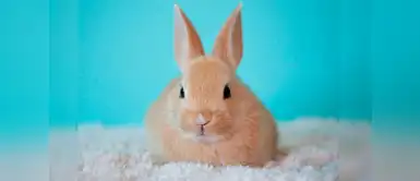 ¿Cómo cuidar los dientes de un conejo? ¿Sabes cómo cuidar los dientes de tu conejo? Aquí te aconsejamos cómo debes de hacerlo