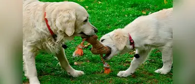 Estos juguetes son perfectos para plos animales con hiperactividad ¿Tú perro es hiperactivo? Entonces este tipo de juguetes le gustarán