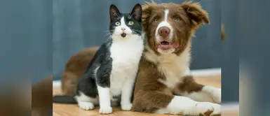 ¿Quiénes son más inteligentes, los perros o los gatos? Estudio revela quiénes son más inteligentes, los perros o los gatos