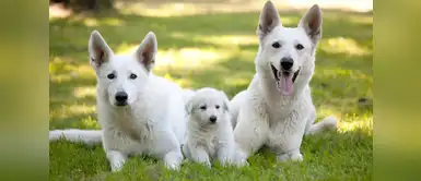 Estas son las diferencias entre la comida para cachorros y para adultos Estas son las diferencias entre la comida para cachorros y para adultos