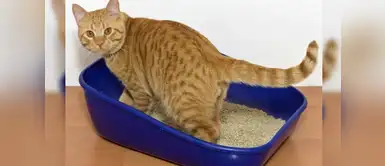 Olvídate del olor de orina de tu gato con estos consejos Olvídate del olor de orina de tu gato con estos consejos