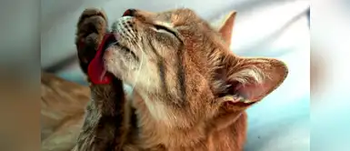 Cinco cosas que no sabías de la lengua de tu gato Cinco cosas que no sabías de la lengua de tu gato