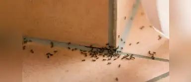 ¿Cómo hacer para que tu casa deje de ser invadido por hormigas? ¿Estas harta que tu casa esté invadida por hormigas? Aquí tenemos la solución