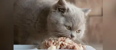 Es importante darle a tu gato una dieta rica en taurina ¿Sabías que es muy importante que tu gato tenga una dieta rica en taurina?