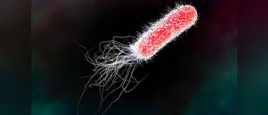 Expertos indicaron que esta bacteria podría combatir con la anemia. (Foto: Difusión) Científicos revelan que la bacteria 'E. coli' tiene efectos beneficiosos en la salud