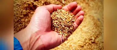 Según los especialistas este cambio aumentará enfermedades como la anemia infantil (Foto: Pixabay) El trigo y el arroz dejarán de ser nutritivos con el tiempo, por aumento del CO2 en la atmósfera