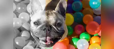 ¿Los perros ven a blanco y negro? ¿Cuáles son los colores que pueden ver los perros?