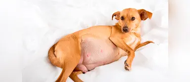 El embarazo de los perros ¿Cuánto dura el embarazo de una perrita?