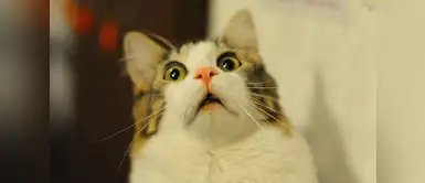 Estos son los miedos de los gatos ¿Sabes a qué le temen los gatos? Aquí te contamos cuáles son esos miedos