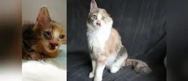 La hermosa transformación de este gato callejero La hermosa historia de la niña que salvó la vida de un gato callejero