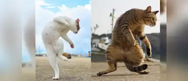 Este es el hombre que saca increíbles fotografías a los gatos karatecas Este es el hombre que saca increíbles fotografías a los gatos karatecas