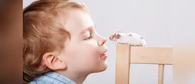 Niños prefieren a los ratones como mascotas Estudio revela que los niños son más felices teniendo ratones como mascotas