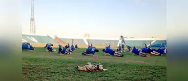 Tesapara, la perrita asistente técnico de fútbol, enamora a todos en las redes sociales Tesapara, la perrita asistente técnico de fútbol, enamora a todos en Twitter