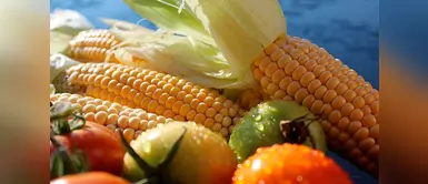 Nobel de Medicina afirma que solo se tratan de mitos.(Foto: Pixabay) Los transgénicos no “dan cáncer” ni “matan niños”, asegura Nobel de Medicina