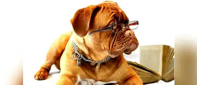 Estas curiosidades de los perros te sorprenderán Estas curiosidades de los perros te sorprenderán