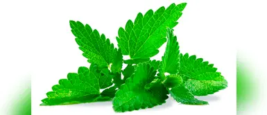 Según un estudio, esta planta tiene la capacidad de eliminar el helicobacter pylori, bacteria que produce la gastritis. (Foto: Difusión) ¿Cómo preparar la muña para combatir la gastritis? Sigue estos pasos