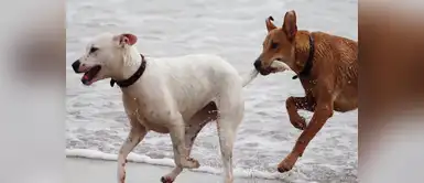 Qué sienten los perros antes de morir Veterinario revela qué es lo que sienten los perros antes de morir