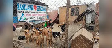 Estarían por cerrar un albergue para animales en Lurín Lurin: albergue para perros y gatos está a punto de ser cerrado