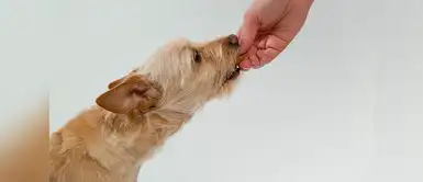 Estas son las razones por la cuál tu perro no debe comer chocolate Descubre por qué tu engreído no debería comer chocolate