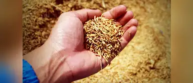 Para cada problema digestivo te presentamos un remedio Aprende a preparar remedios digestivos a base de cebada