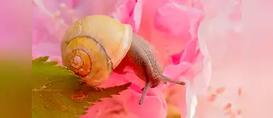 Conoce los poderosos beneficios de la baba de caracol en la piel. 7 razones para incluir la baba de caracol en tu rutina de belleza