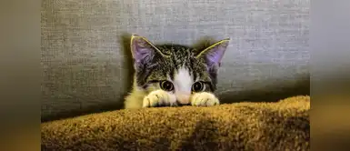 Recomendaciones para criar a un gato más feliz Consejos para dejar a los gatos solos en casa