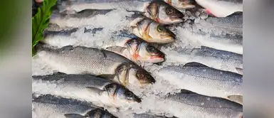 Descubre qué pescados te ofrecen este beneficio. ¿Por qué comer pescado es bueno para el corazón?