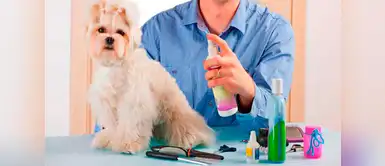 Conoce más sobre la aplicación de la colonia para perros ¿Son buenas las colonias para perro? Esto es lo que debes saber