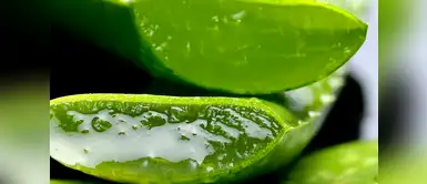 Aprende a preparar cremas caseras con aloe vera Prepara cremas con aloe vera para tratar las imperfecciones de la piel